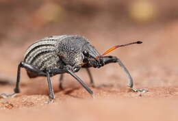 Image of Psapharus ruficornis (Blackburn 1893)