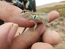 Image of Tschudi's Pacific Iguana