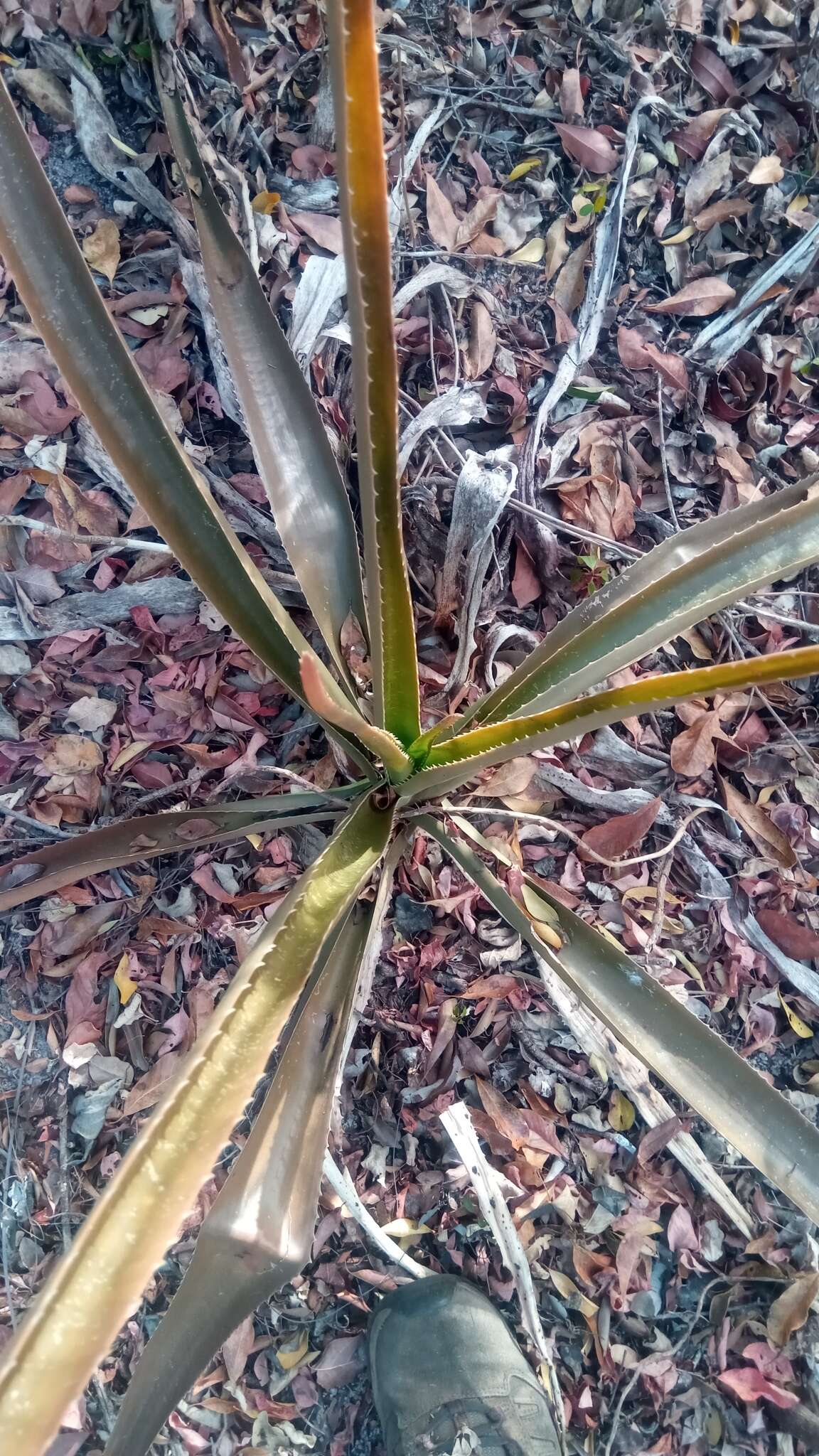 Image of Aloe occidentalis (H. Perrier) L. E. Newton & G. D. Rowley