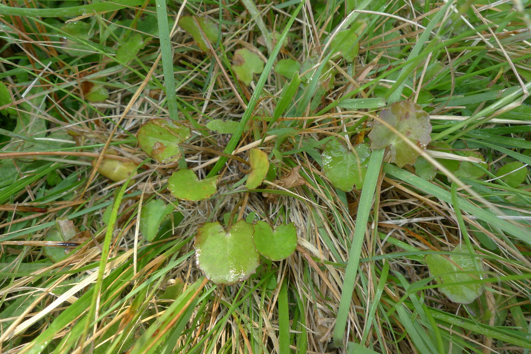 Image of Centella uniflora (Col.) Nannf.