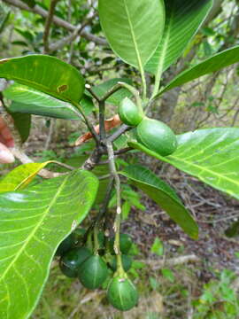 Plancia ëd Tabernaemontana cerifera Pancher & Sebert