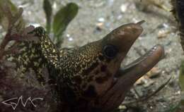 Image of Australian moray