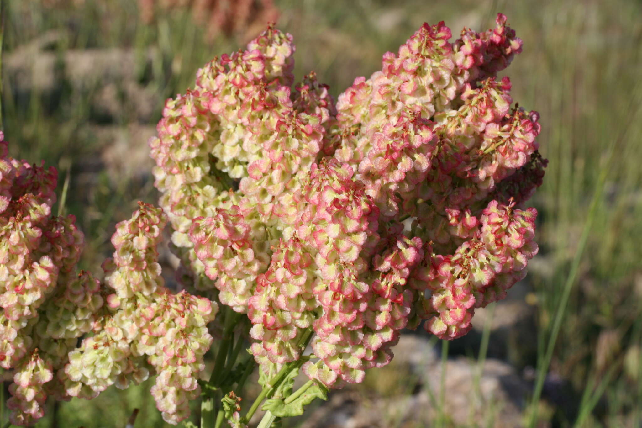 Слика од Rumex thyrsoides Desf.