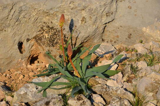 Image of Eremurus lactiflorus O. Fedtsch.