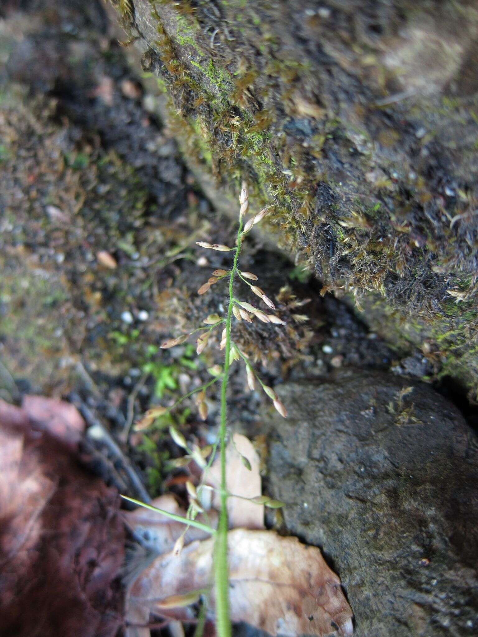 Imagem de Panicum hymeniochilum Nees