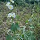 Image of Alcea nudiflora (Lindl.) Boiss.