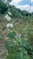 Image of Alcea nudiflora (Lindl.) Boiss.