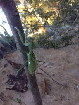 Image of African mantis