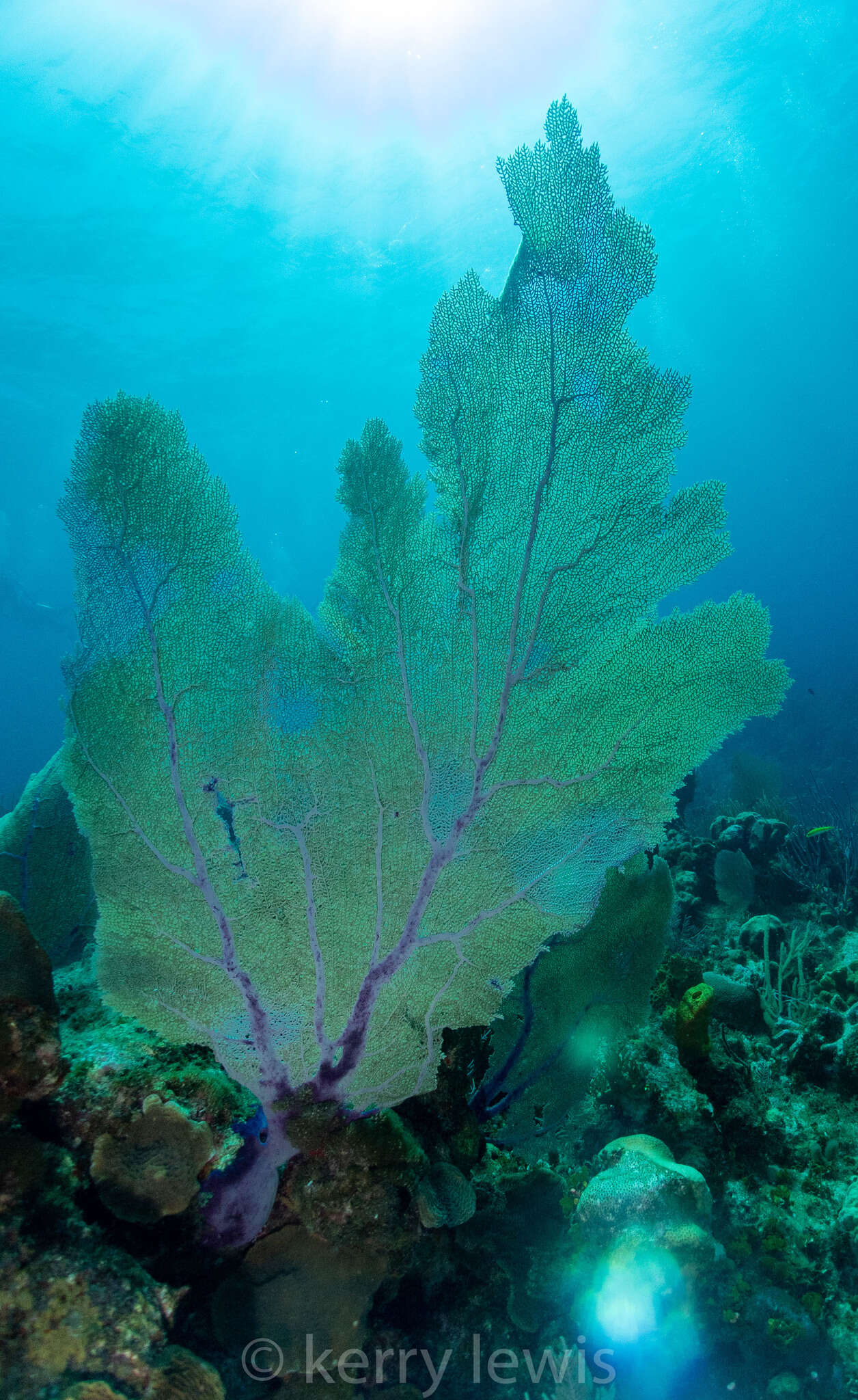 Image of Caribbean sea fan