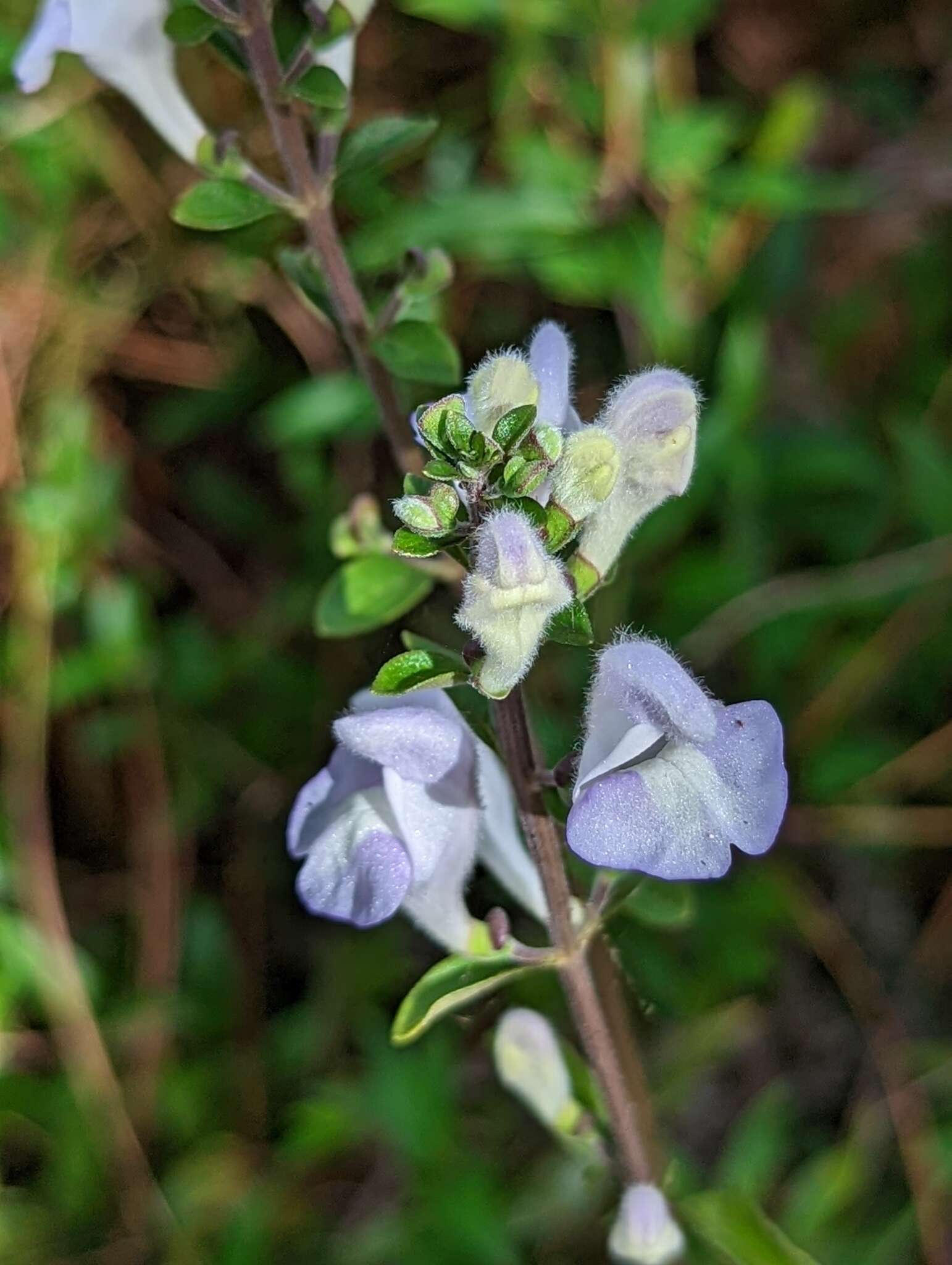 Image of Florida scrub skullcap