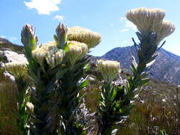 Syncarpha milleflora (L. fil.) B. Nord. resmi