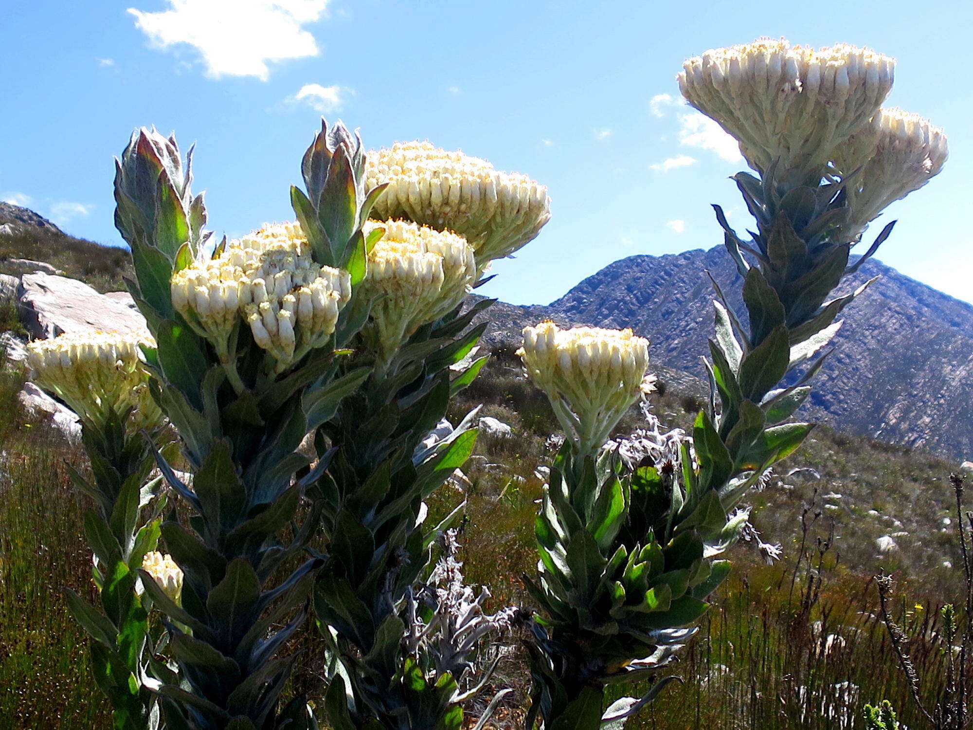 Image of Syncarpha milleflora (L. fil.) B. Nord.