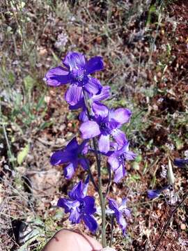 Image of Delphinium pentagynum Lam.