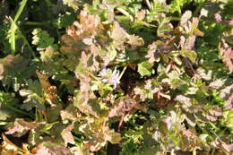 Image of musky stork's bill