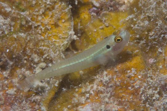 Image of Eastern headspot dwarfgoby