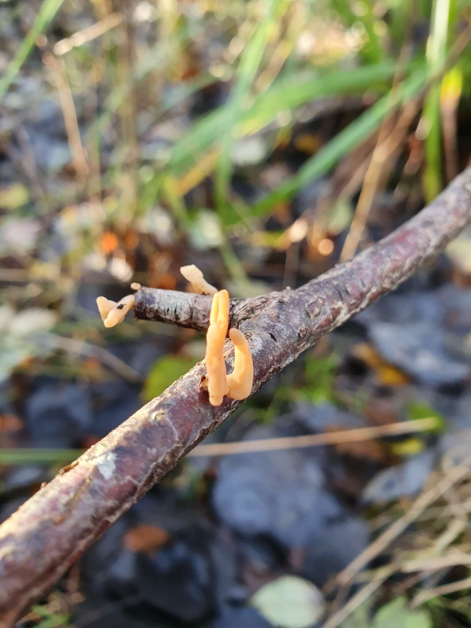 Image of Typhula contorta (Holmsk.) Olariaga 2013