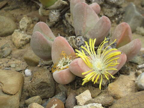 Image of Tanquana prismatica (Marloth) H. Hartmann & S. Liede