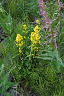 Image de Solidago virgaurea subsp. lapponica (With.) N. N. Tzvel.