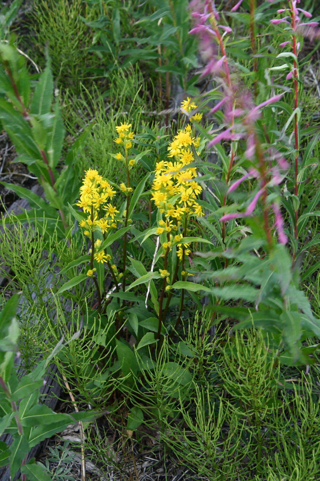 Image de Solidago virgaurea subsp. lapponica (With.) N. N. Tzvel.