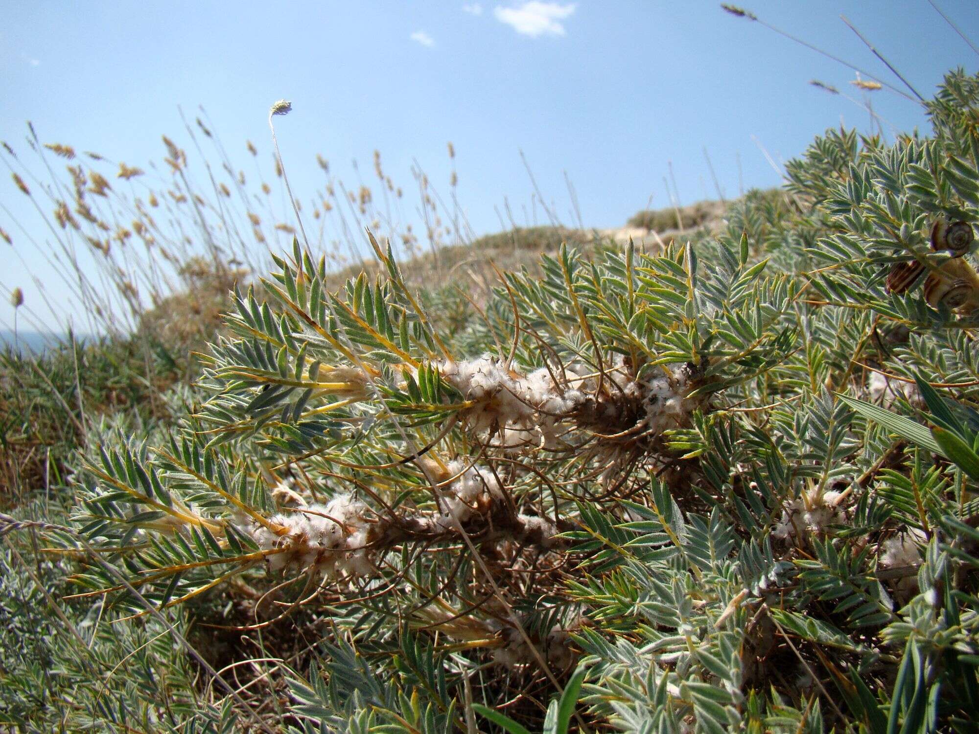 Image of Astragalus arnacanthoides (A. Boriss.) A. Boriss.