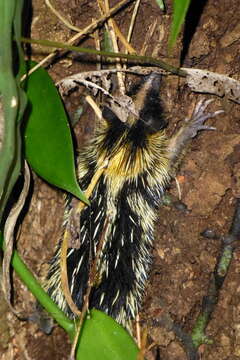 Image of streaked tenrecs