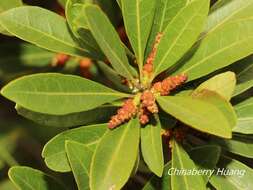 Image of red bayberry