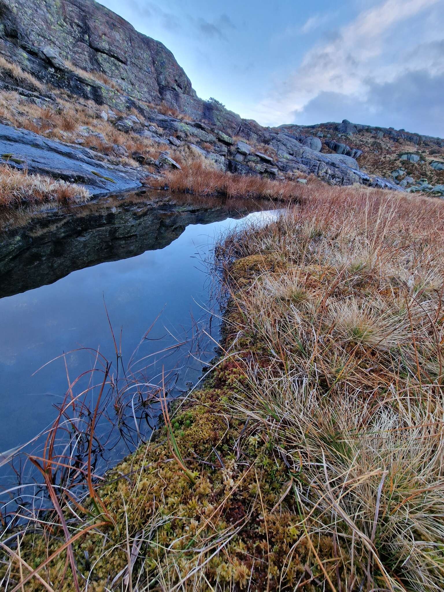 Image of Greater Peat Moss