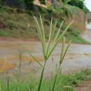 Image of Prieur's umbrellagrass