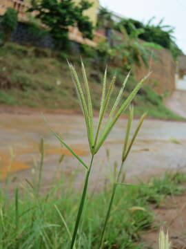 Image of Prieur's umbrellagrass