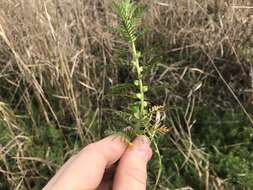 Image of Comb-Leaf Mermaidweed