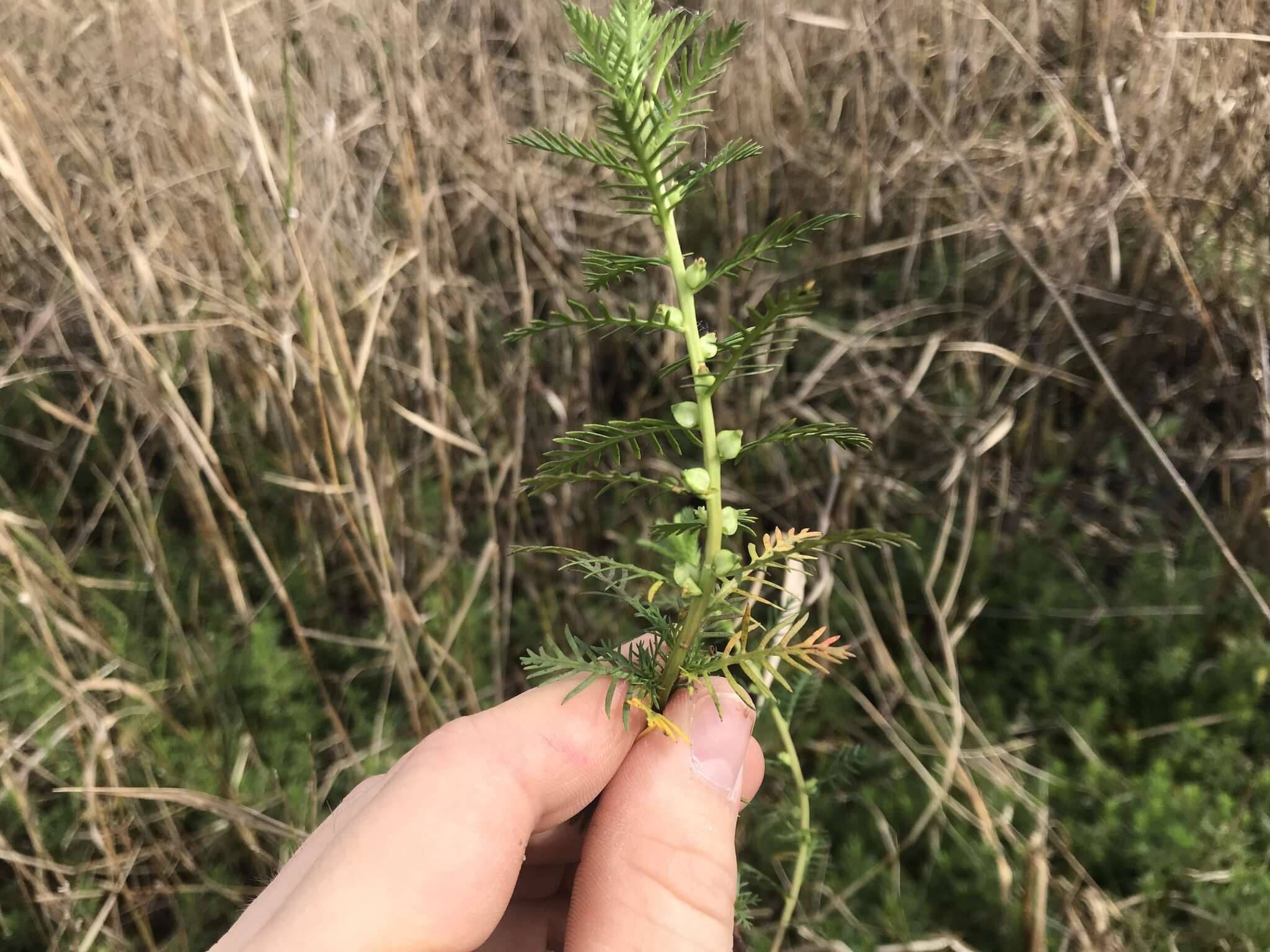 Image of Comb-Leaf Mermaidweed