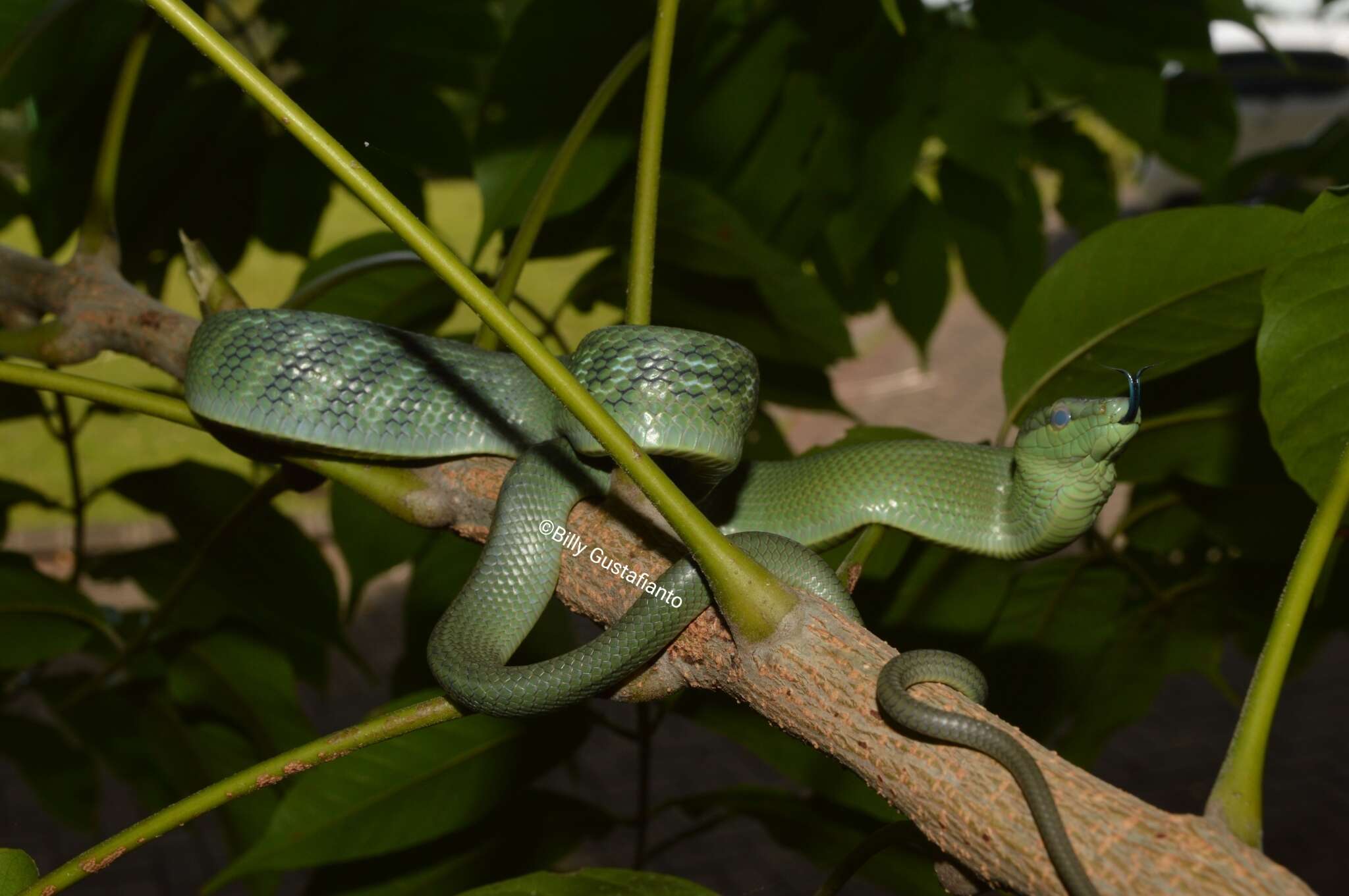 Image de Gonyosoma jansenii (Bleeker 1859)