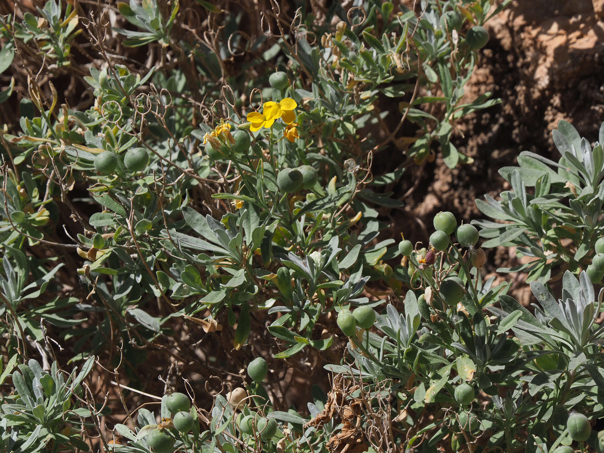 Image of Alyssoides cretica (L.) Medik.