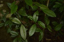 Plancia ëd Syzygium laetum (Ham.) K. N. Gandhi