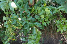 Image of Mussaenda parviflora Miq.