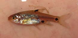 Image of Sickle barb