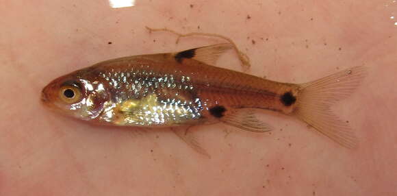 Image of Sickle barb