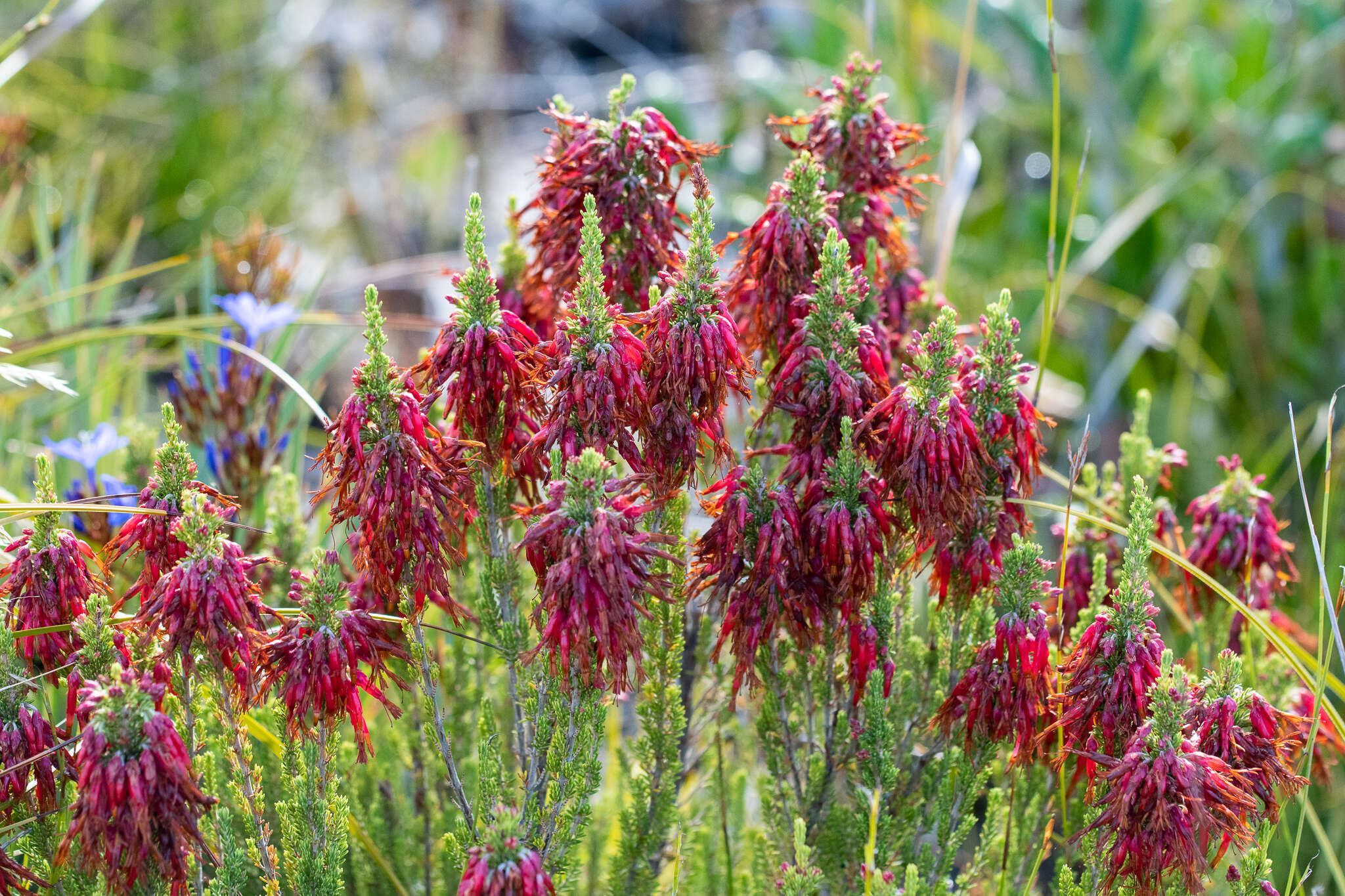 Image of <i>Erica monadelphia</i>