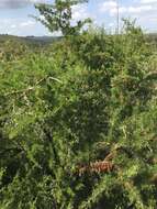 Image of Searsia pentaphylla (Jacq.) F. A. Barkley ex Moffett