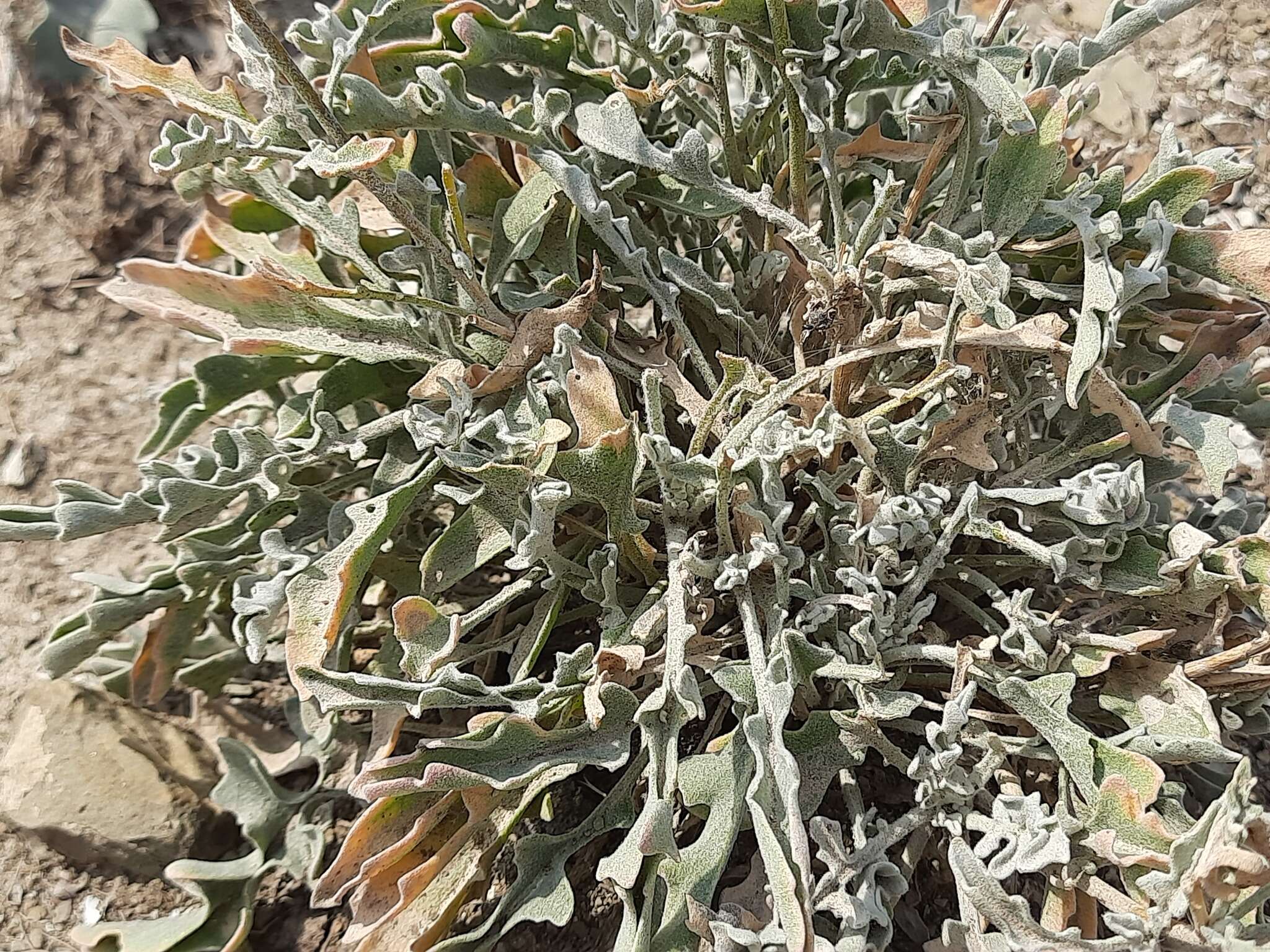 Image of Matthiola daghestanica (Conti) N. Busch