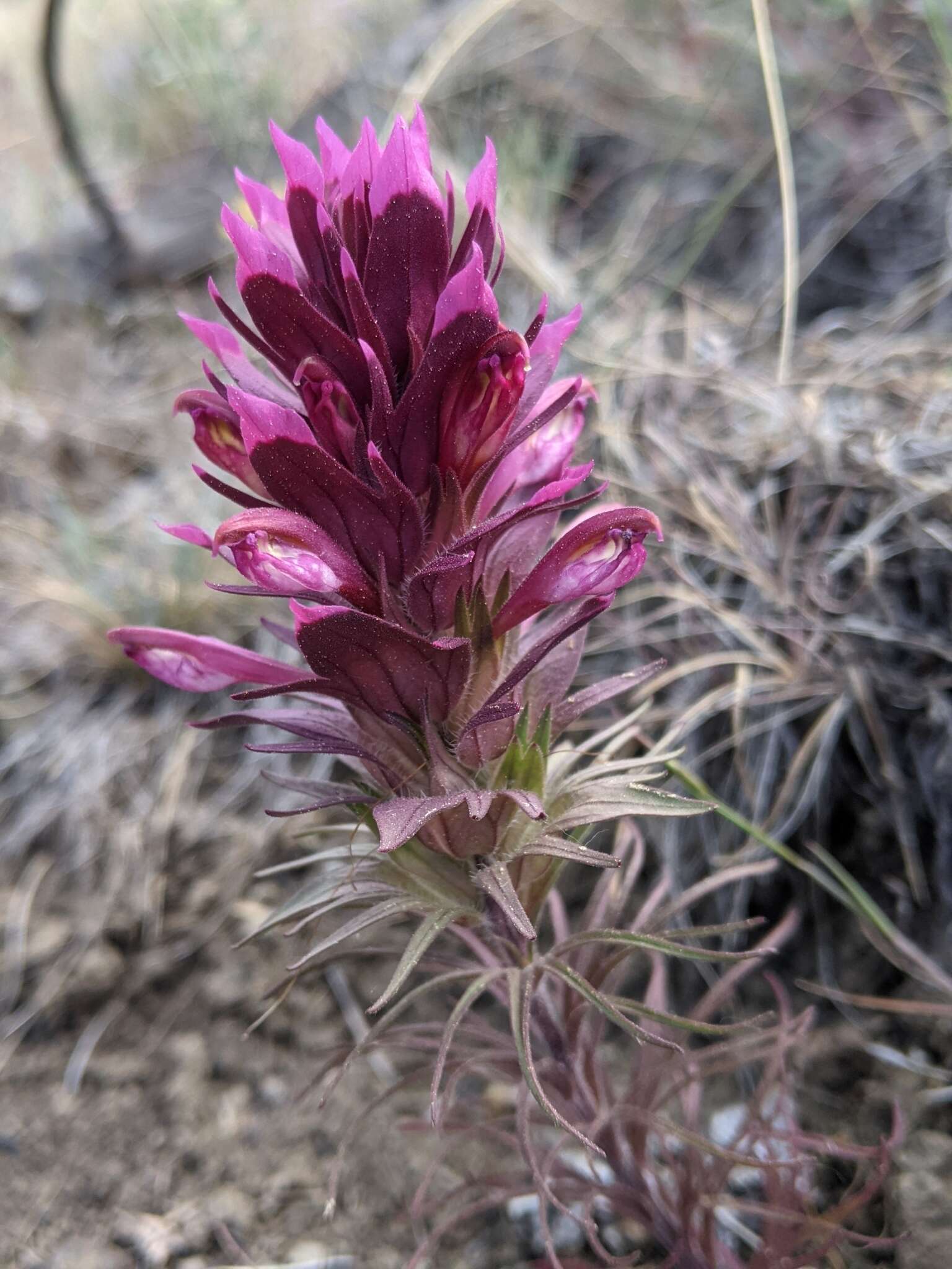 Image of Shasta owl's-clover