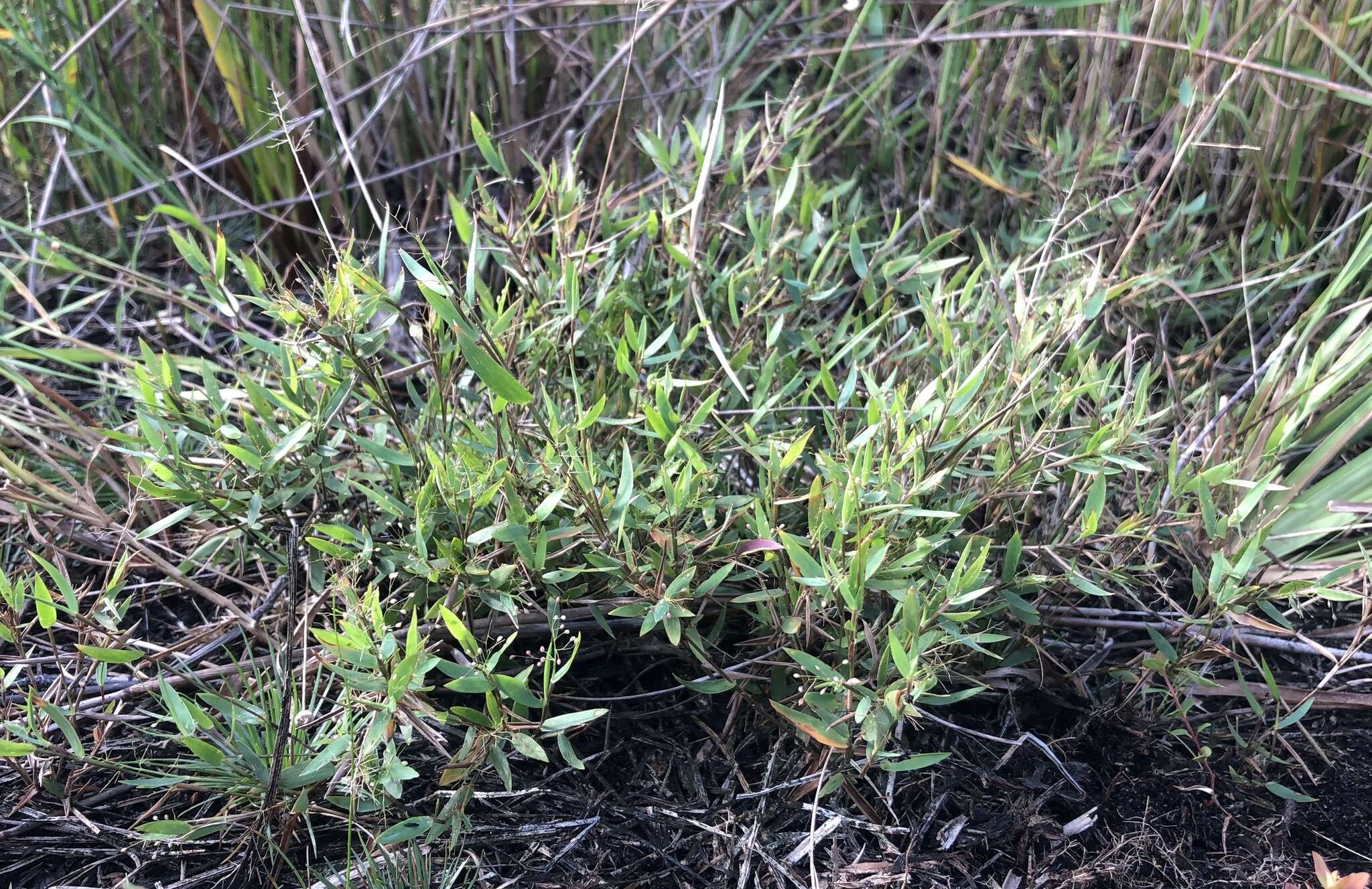 Image of Rough Rosette Grass