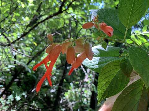 Image of Salvia sessei Benth.