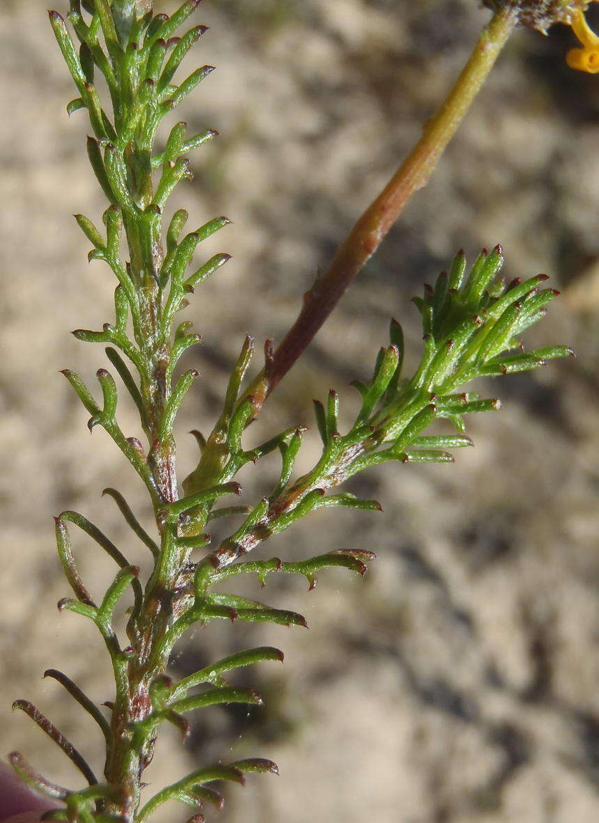 Image of Ursinia trifida (Thunb.) N. E. Br.