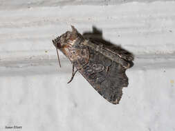 Image of Spectacled Nettle Moth