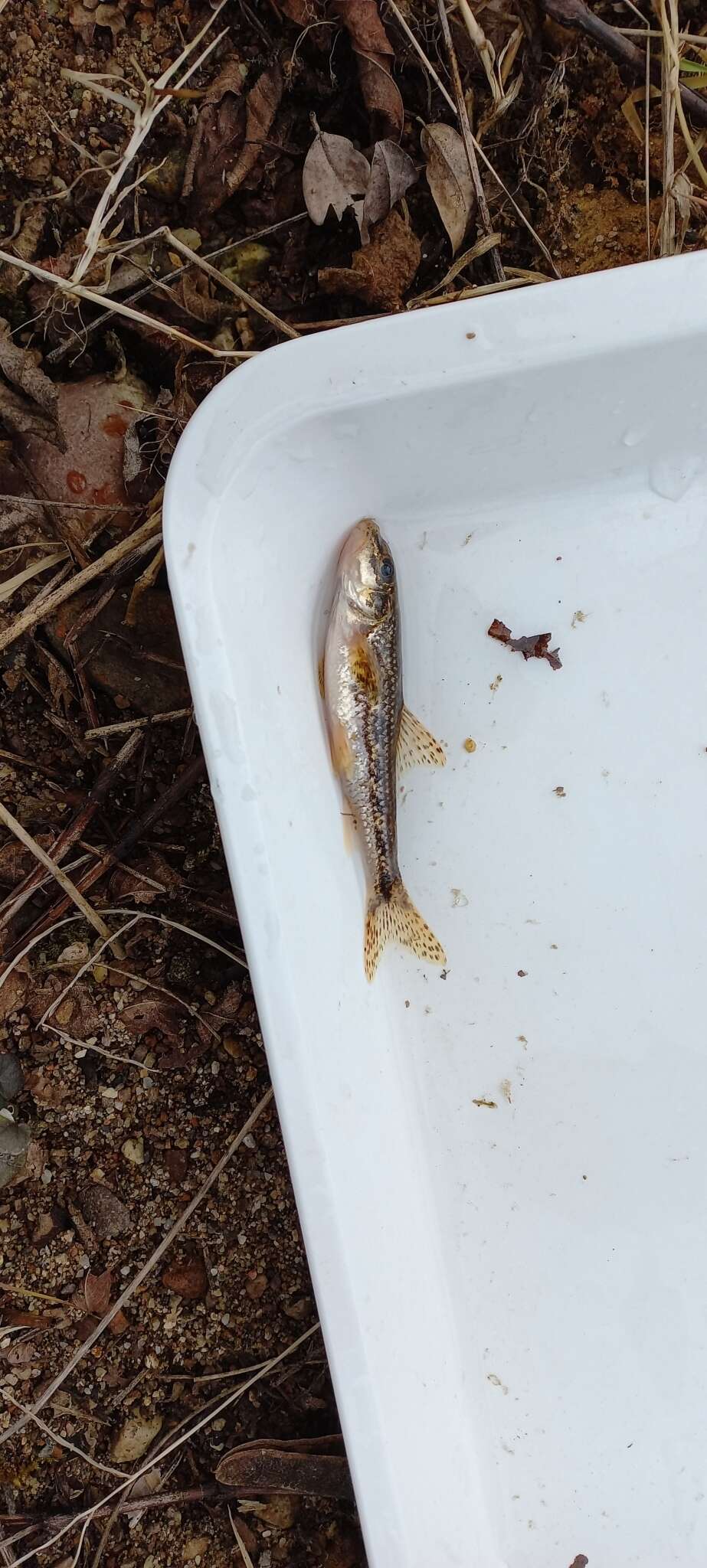 Image of Italian gudgeon