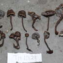 Craterellus strigosus T. W. Henkel, Aime & A. W. Wilson 2012 resmi