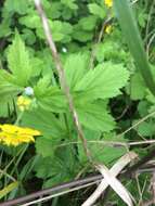 Image de Geum macrophyllum var. macrophyllum