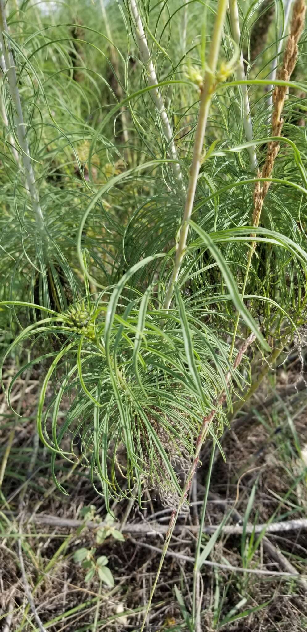 Plancia ëd Helianthus salicifolius A. Dietr.