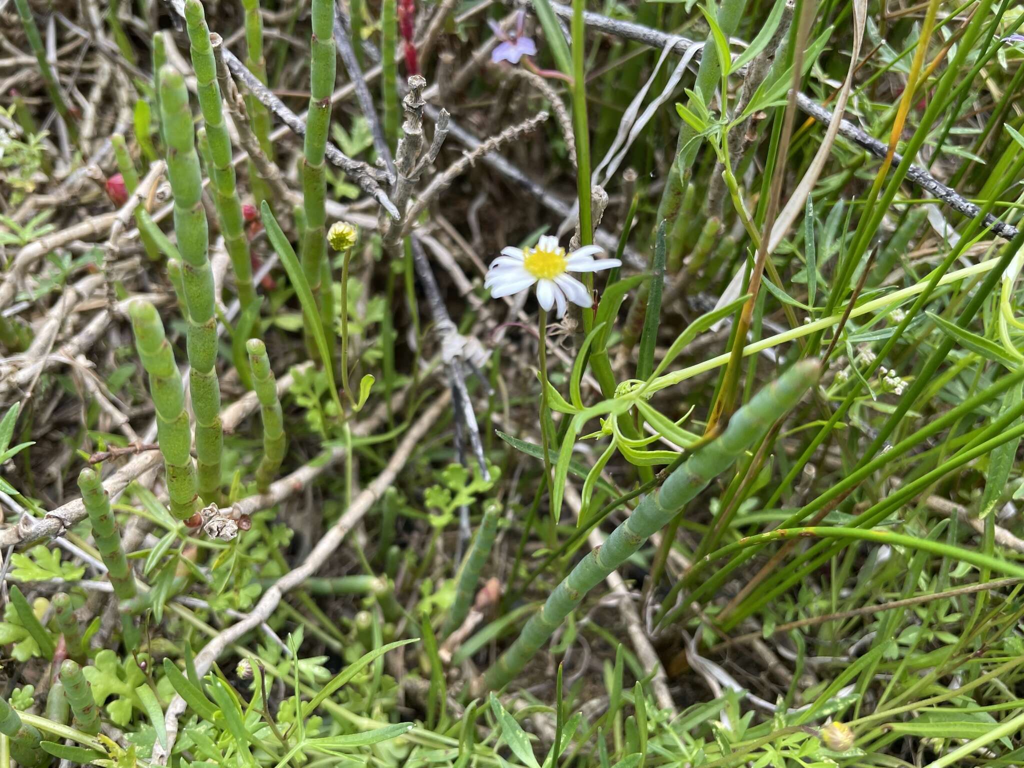 Image of Brachyscome graminea (Labill.) F. Müll.